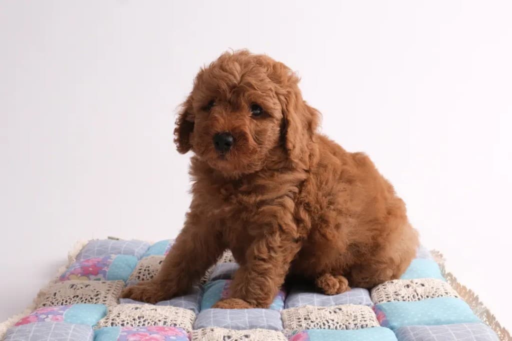 Alerjisi Olanlar İçin Daha Uygun 6 Köpek Irkı