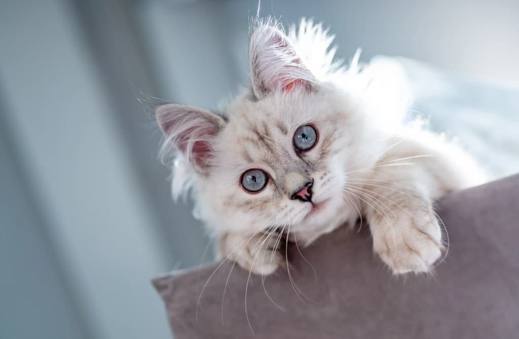 Kedi Evde Yalnız: Ne Kadar Süre ve Nasıl Güvenli Hazırlık?