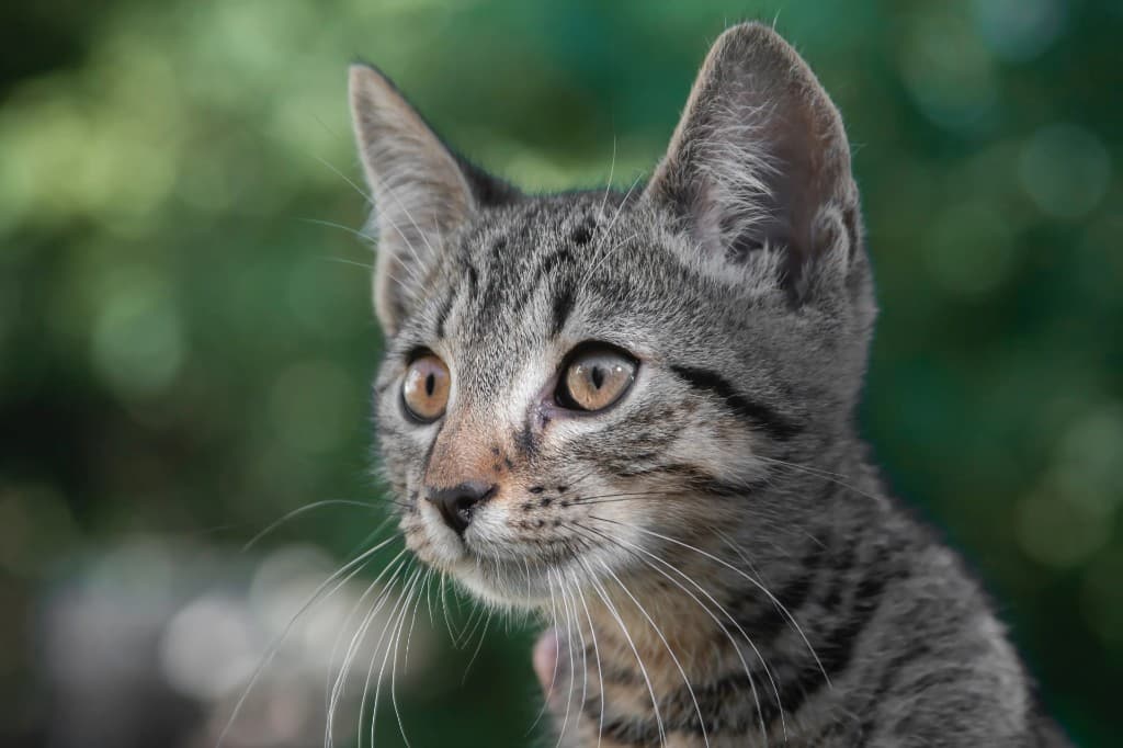 Kedi Nezlesi (Üst Solunum Yolu Enfeksiyonu): Belirtiler ve 2026 Tedavi Maliyeti