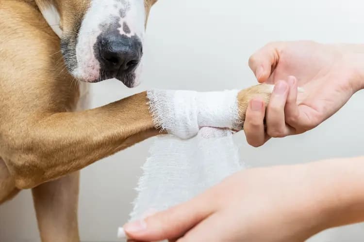 Veteriner Muayene Ücretleri 2026: Kedi ve Köpek Sahipleri İçin Güncel Rehber