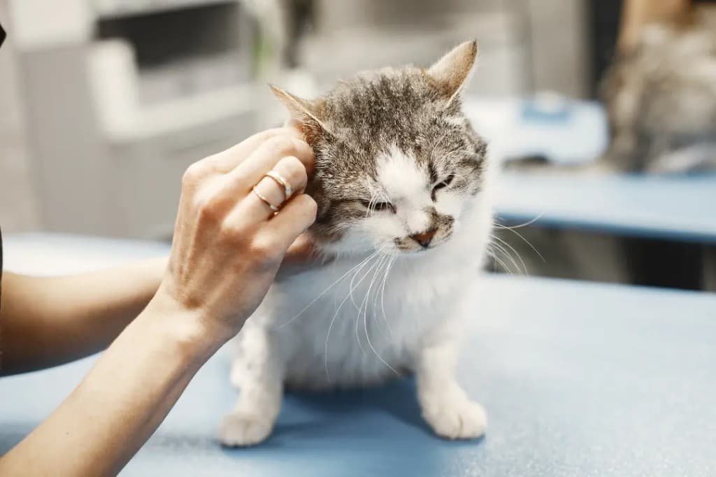 Kedi Kısırlaştırma Fiyatları 2026: Karar Vermeden Önce Bilmek İstedikleriniz