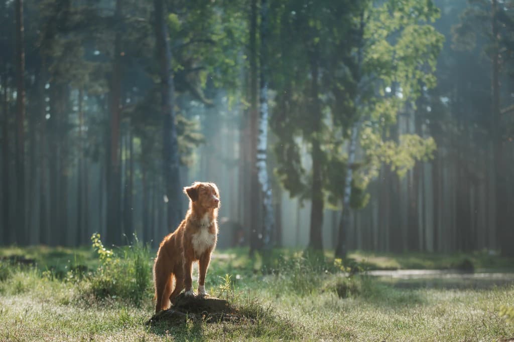 Köpeklerde Yabancı Cisim Yutma: Belirtiler, Önlemler ve 2026 Maliyeti